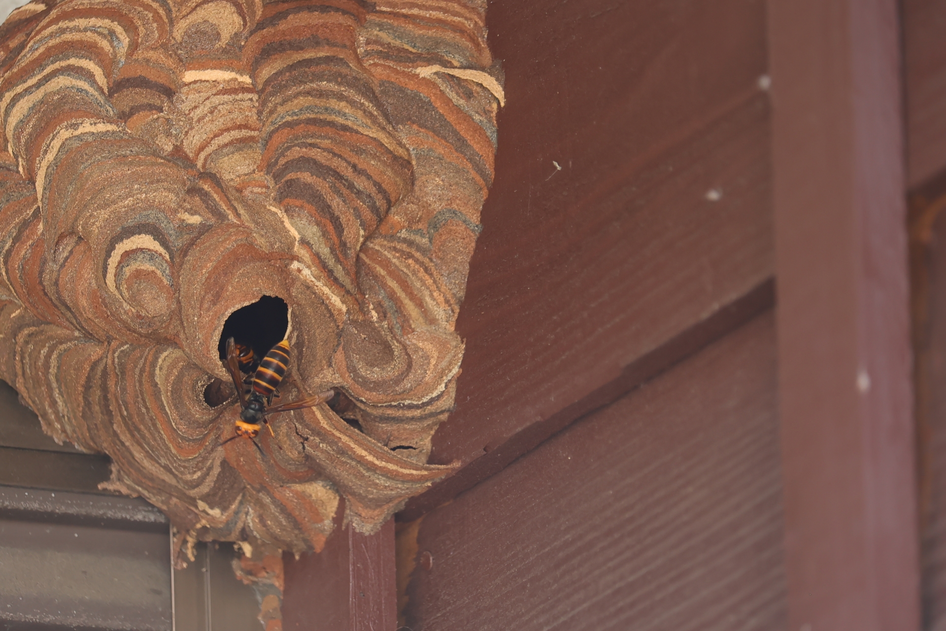 スズメバチの巣は自分で駆除できる？リスクや駆除する際の手順を解説