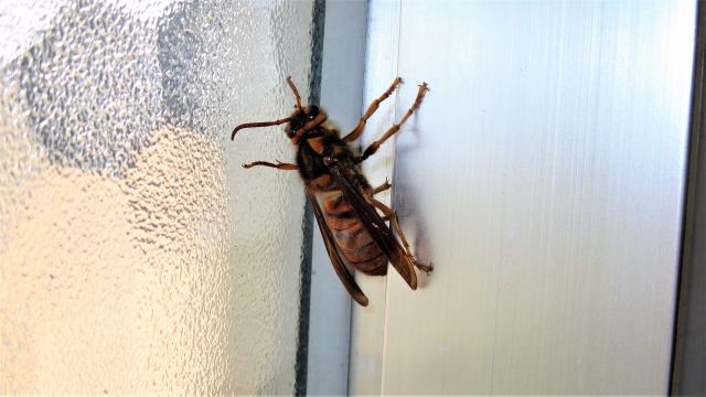 自分で蜂の巣を駆除できる？