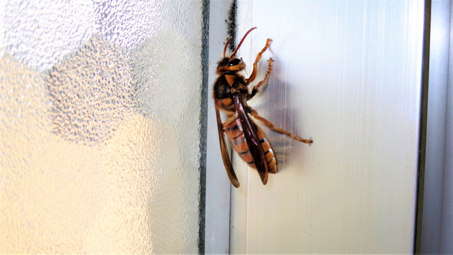 スズメバチが嫌いな音ってある？音の撃退効果とおすすめの駆除方法を解説！