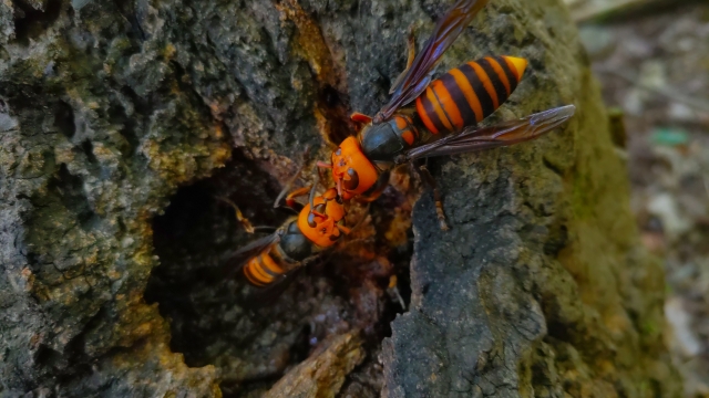 スズメバチの毒による事故に注意！刺された時の対処法や事故を防ぐ方法を解説