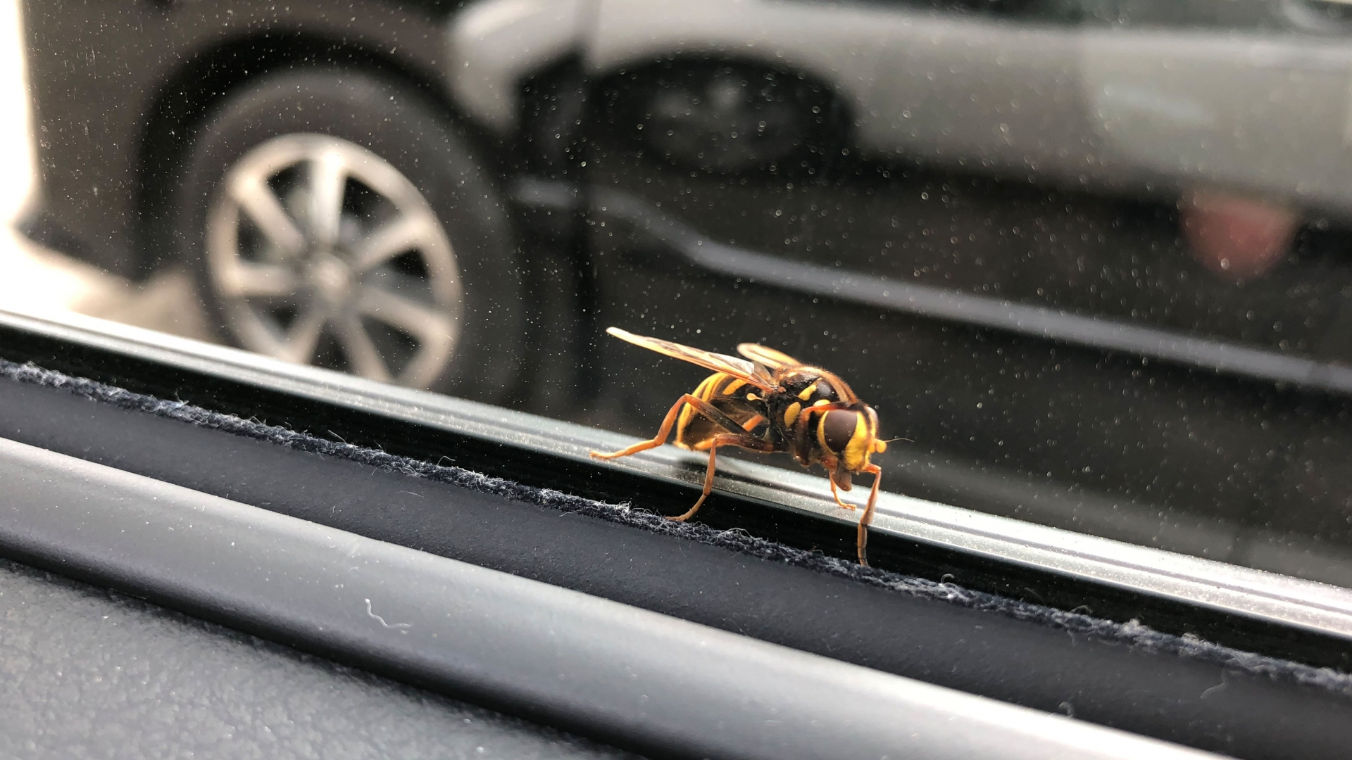 スズメバチを見つけたらどうする？正しい対処法と駆除の手段を徹底解説