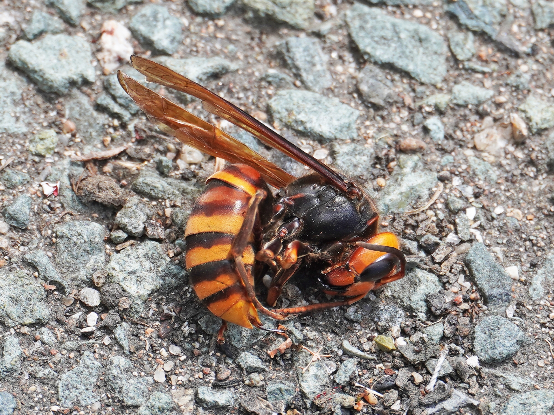 蜂の駆除方法を詳しく解説！業者に任せるべき危険な蜂も紹介