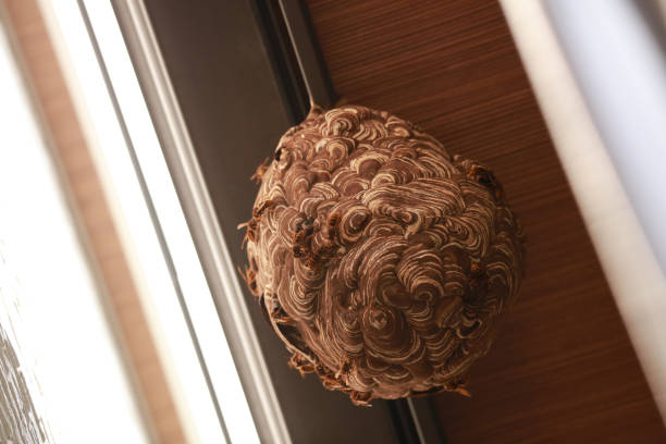 スズメバチの巣は空っぽでも危険？放置NGの理由と正しい対処法を徹底解説！