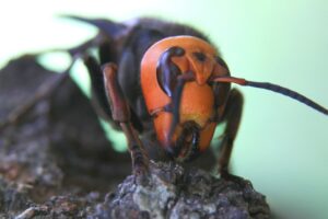 スズメバチ駆除後に現れる戻りバチとは？対処法や対策まで徹底解説！