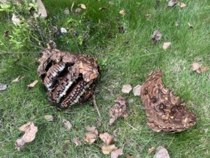 スズメバチの退治にかかる時間やベストな時間帯、条件を解説