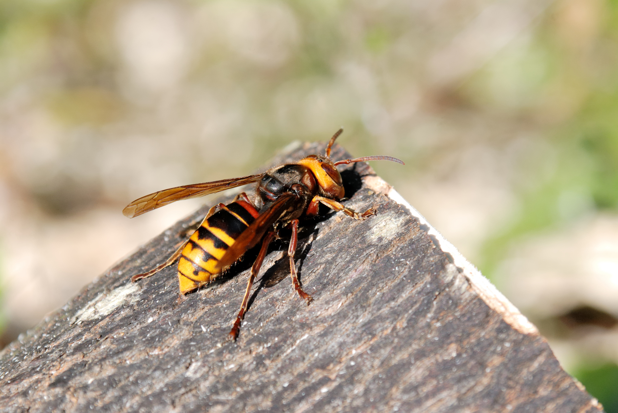 夜のスズメバチ対策を解説！夜行性のモンスズメバチの危険性、安全な駆除方法も紹介！