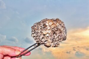 小さい蜂の巣を自分で駆除してみよう！必要な道具や注意点を徹底解説