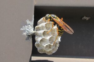 アシナガバチ女王蜂を見かけたときの対処法