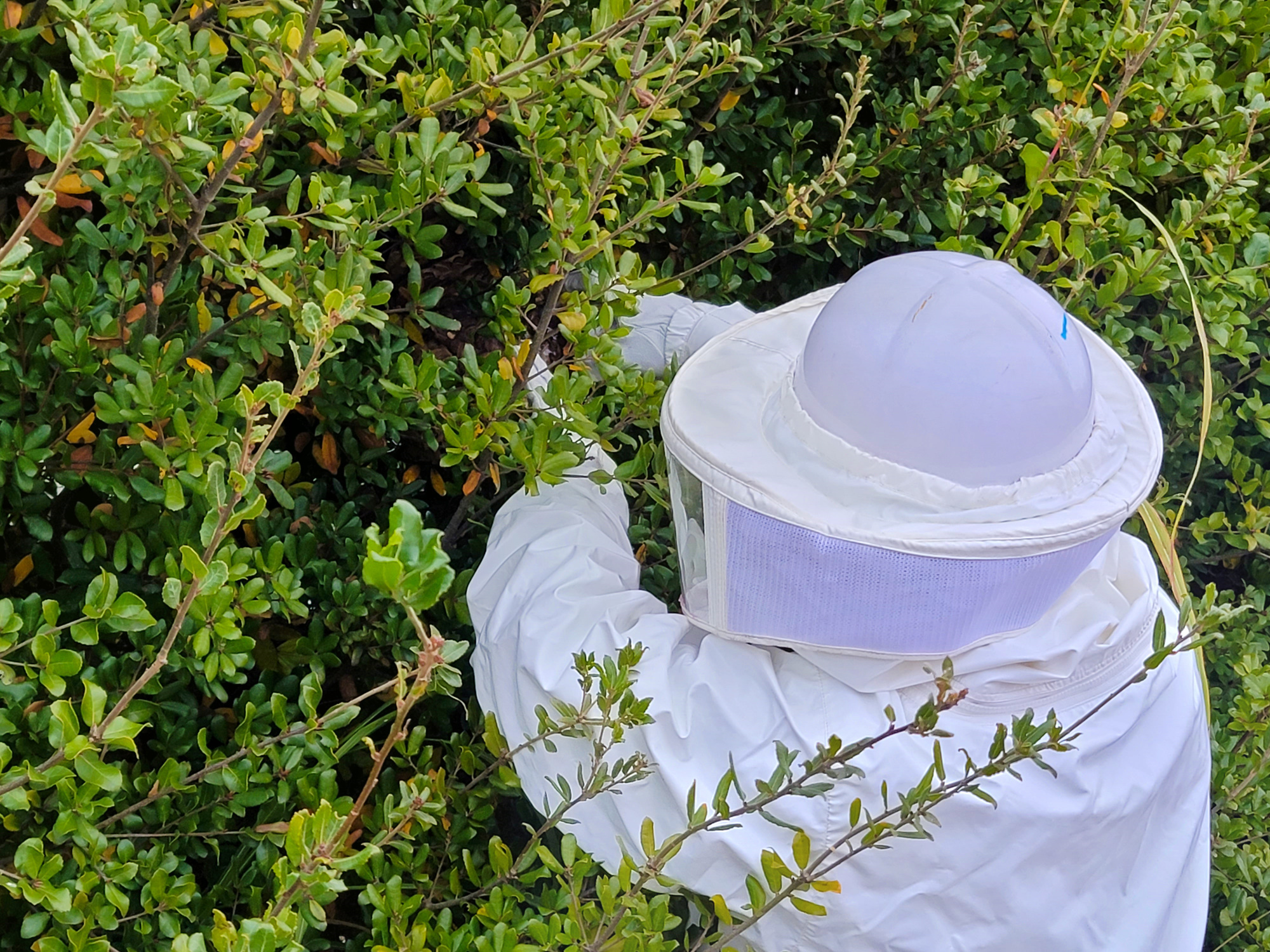 自分で蜂の巣を駆除するときの注意点を解説！安全対策や安全な駆除方法を紹介！