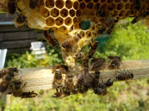 ミツバチの巣を見つけたら早めの処理を！巣の特徴やおすすめの駆除方法を徹底解説