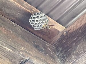 蜂の巣駆除は雨の日がおすすめ！雨の日が良いと言われる理由や注意点を徹底解説