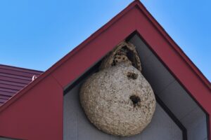 蜂の巣ができやすい家の特徴を解説！予防法やおすすめ駆除方法も紹介