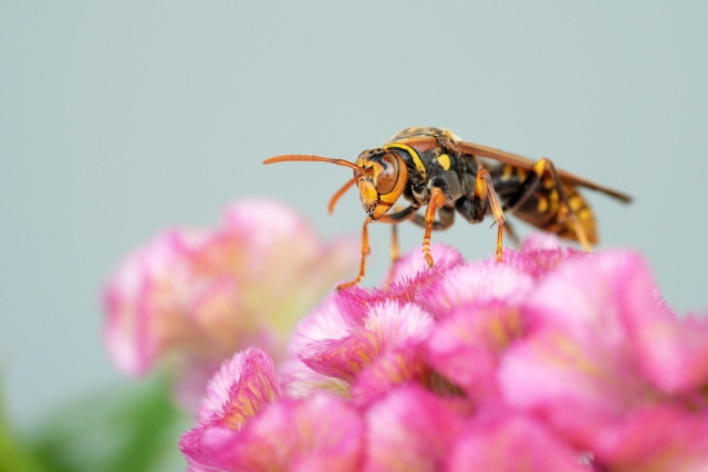 日本に生息するアシナガバチの種類を徹底解説｜11種類の特徴や見かけた時の対処法も
