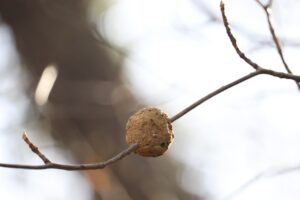 蜂の巣は冬でも要注意！冬場の活動状況と巣を放置するリスクを徹底解説