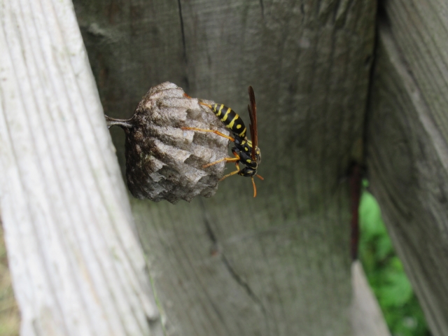 アシナガバチの女王蜂を徹底解説！行動パターン・危険性・安全な対処法まで