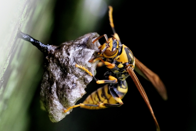 アシナガバチが1匹だけウロウロするのは巣作りの前兆！危険サインと対処法を徹底解説